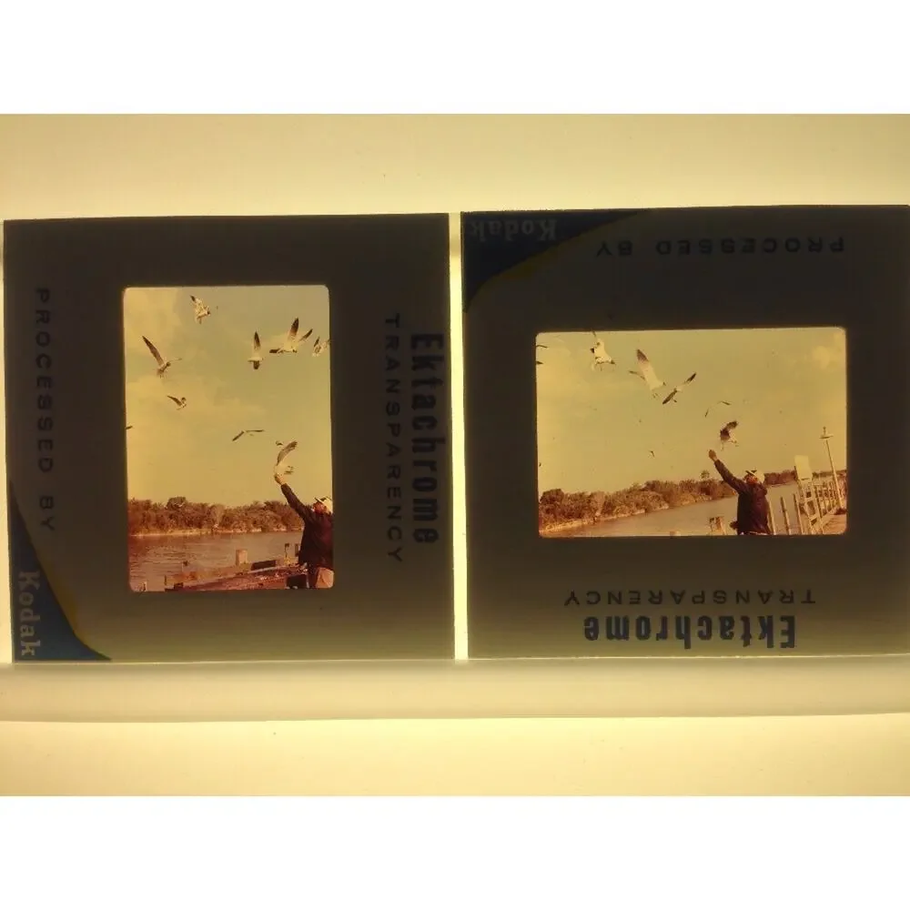 Lot of 2 Vintage 1970 Man Feeding Sea Gulls Ektachrome Photographs Color Slides